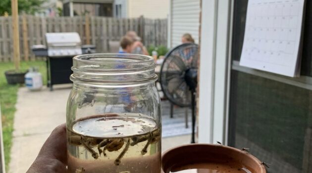 Why mosquitoes seem worse right before July 4th: mosquito life cycle, weather triggers, and the most effective prevention steps (no alarm, no pesticide how-to)