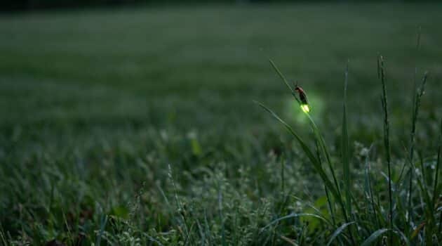 Why lightning bugs seem to ‘disappear’ mid-summer: firefly life cycle, habitat needs, and how to make your yard more firefly-friendly