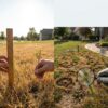Why your lawn turns brown in late July: dormancy vs damage, soil moisture basics, and the most sustainable response