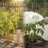 Why your garden feels ‘stuck’ in August: heat stress physiology, pollination limits, and what you can still do (without overwatering)
